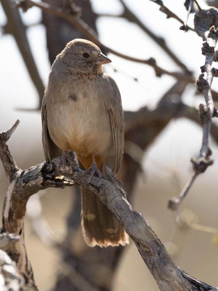 <h3><a href="/trips/Tucson_2023/biota/animalia/chordata/aves/040 passeriformes/126 emberizidae/melozone fusca/melozone fusca-nl.html">Melozone&nbsp;fusca</a> / Canyon&nbsp;towhee / Bruine&nbsp;towie</h3>OM-1 met OLYMPUS M.300mm F4.0, 1/3200 sec  bij F4.0, ISO 800, afstand 5.31&nbsp;m